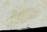 Two Partial Fossil Pea Crabs (Pinnixa) From California - Miocene #128102-3
